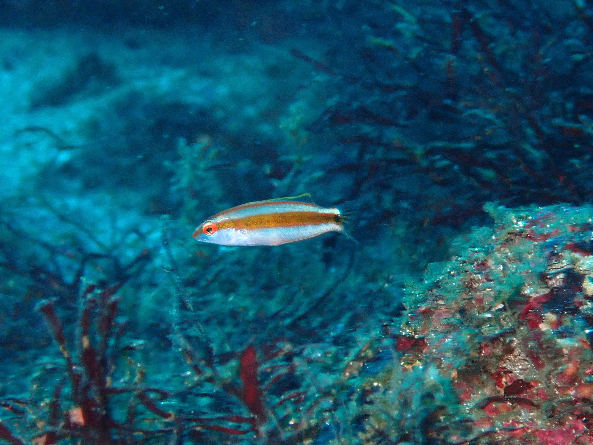 イトベラ幼魚