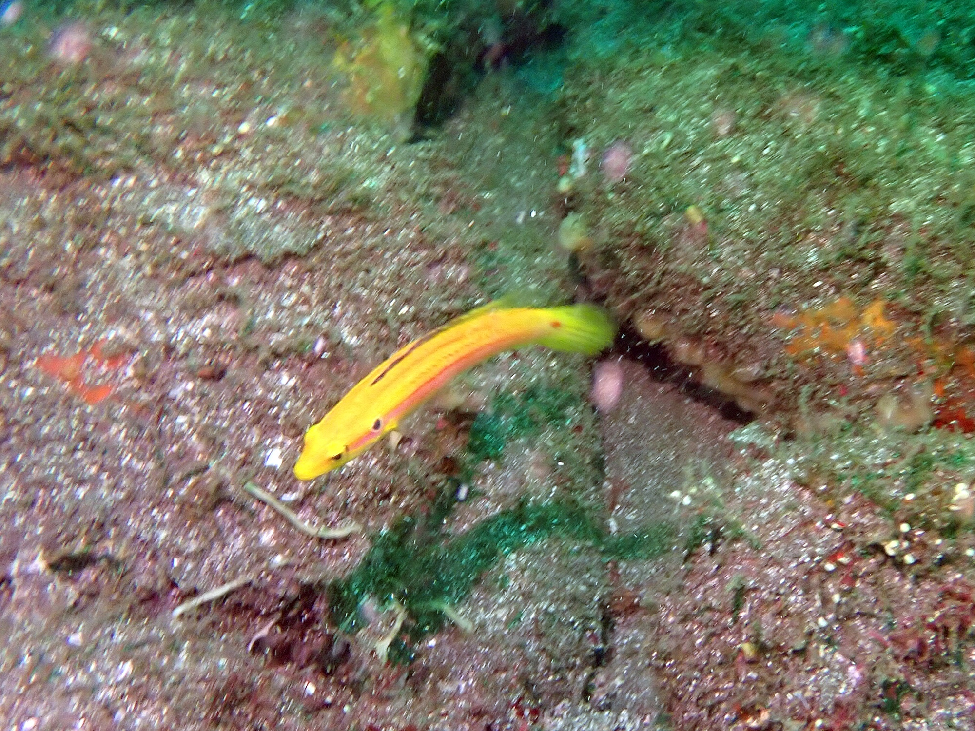 フタホシキツネベラ幼魚