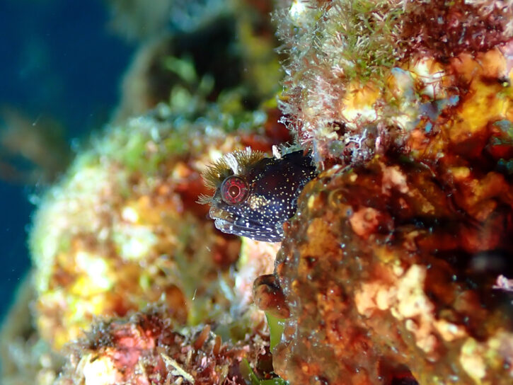 トウシマコケギンポ