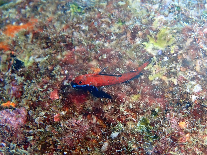 ヨゴレへビギンポ