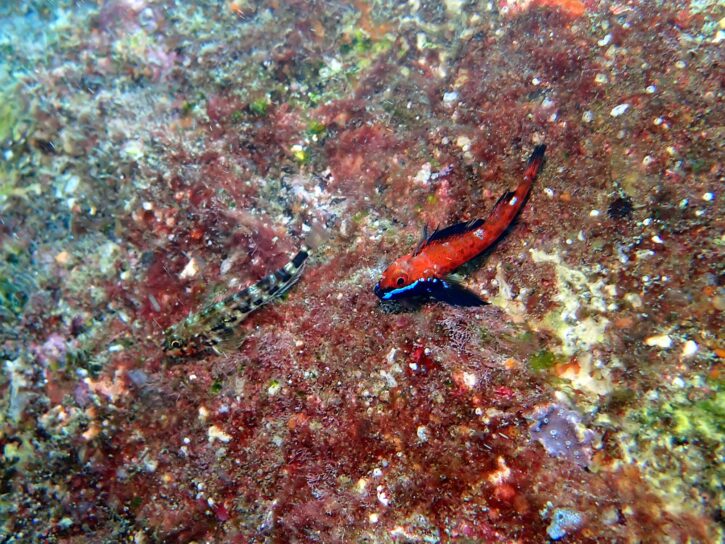 ヨゴレへビギンポ