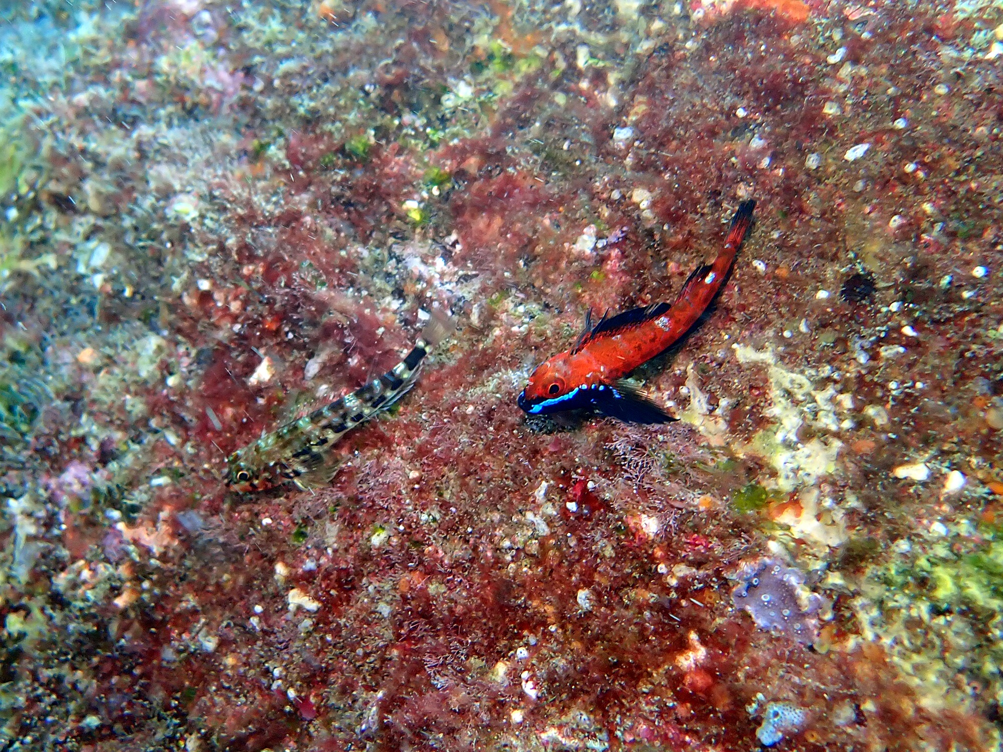 ヨゴレへビギンポ