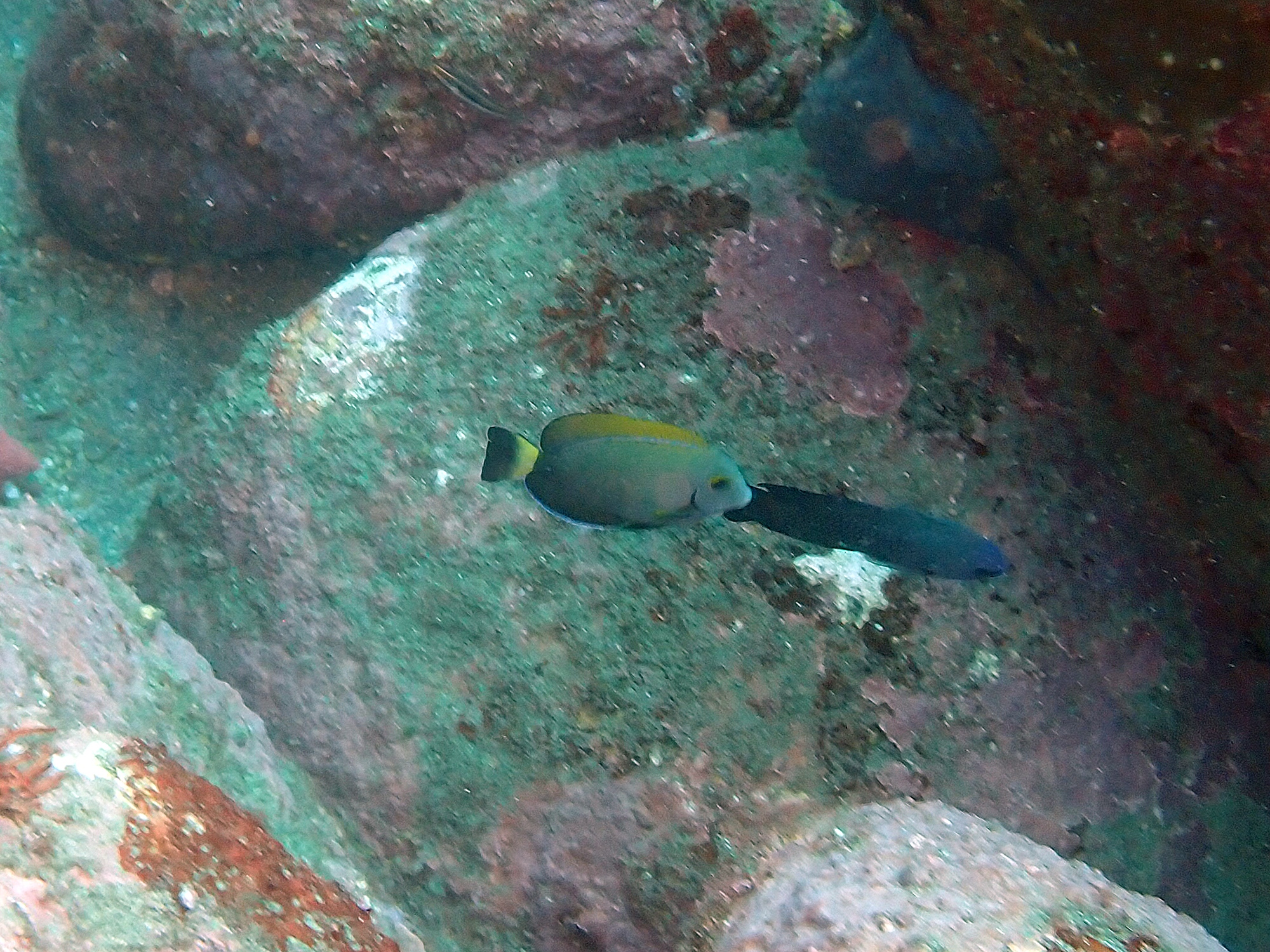 ニセカンランハギ幼魚
