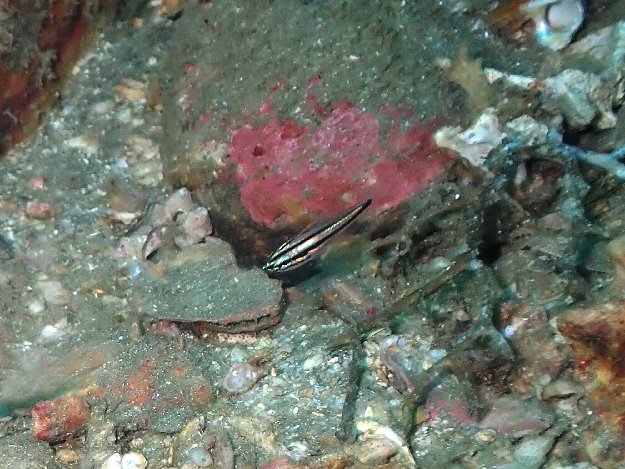 コスジイシモチ幼魚