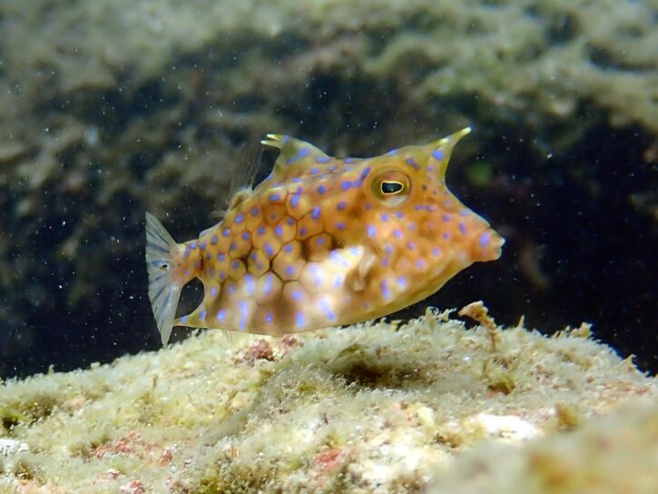 シマウミスズメ