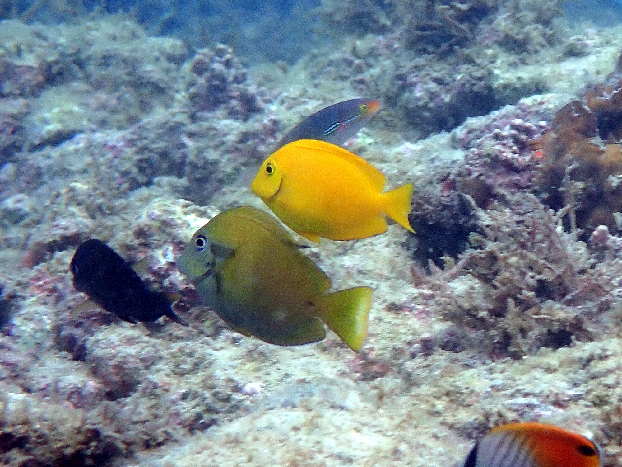 モンツキハギ幼魚