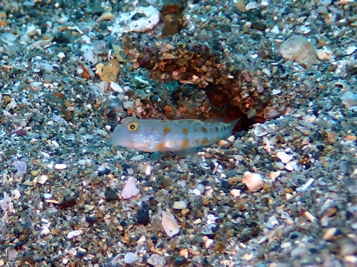 オトメハゼ幼魚