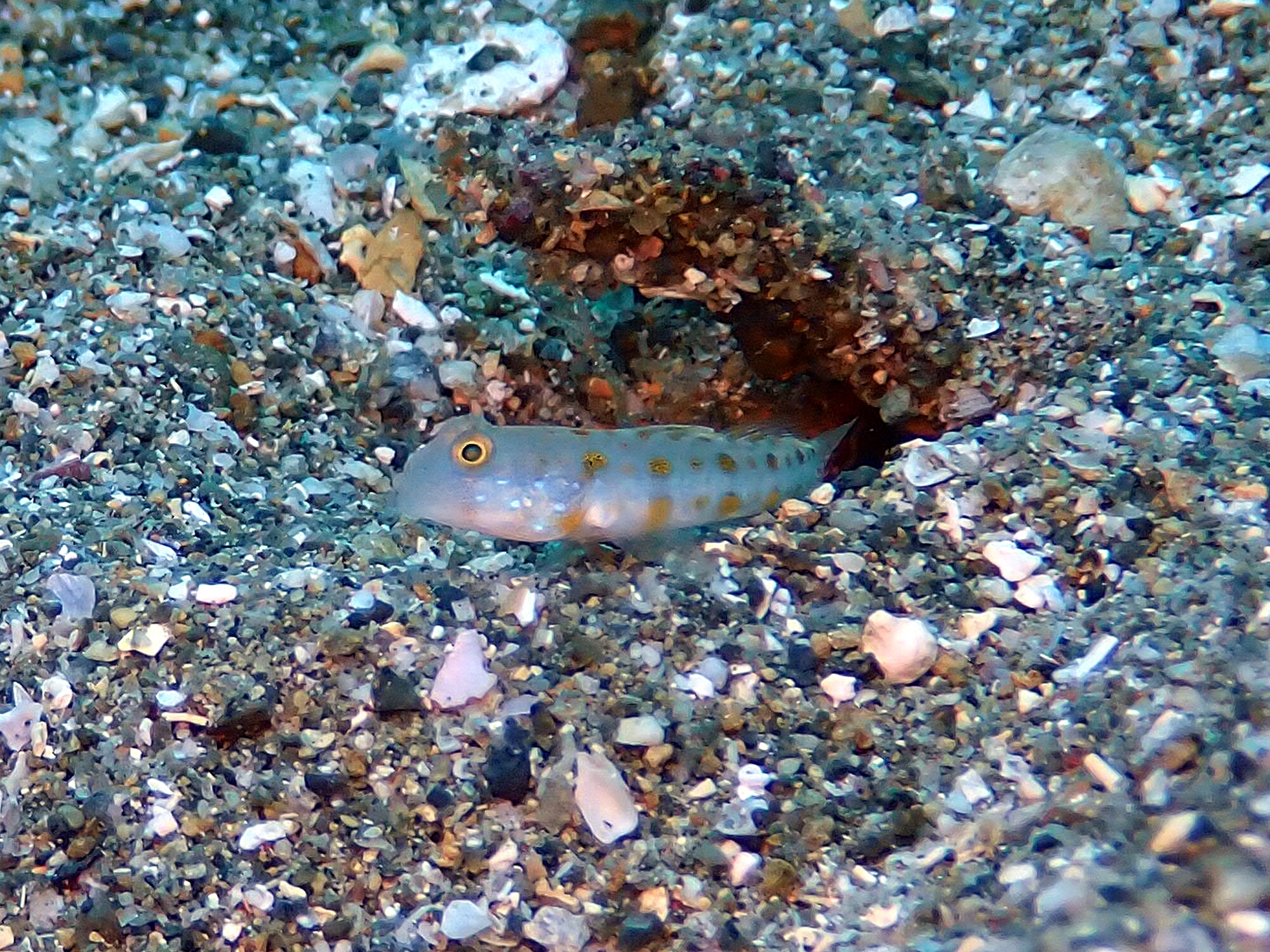 オトメハゼ幼魚