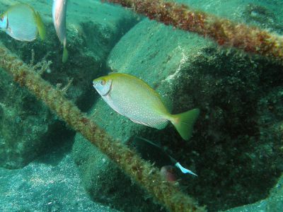 タグ 毒持ち の海の生き物一覧 海的ダイバーサイト