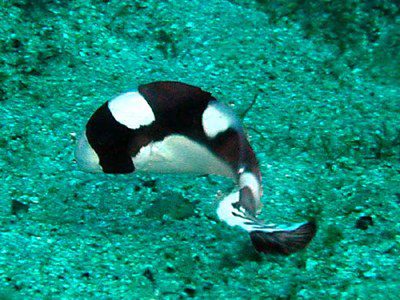 アジアコショウダイ幼魚