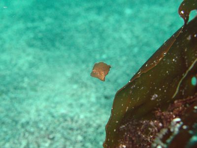 アミメハギ幼魚