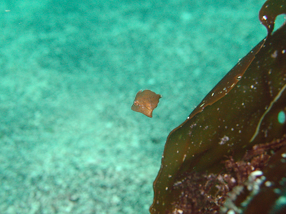 アミメハギ幼魚