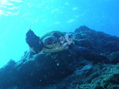 アオウミガメ