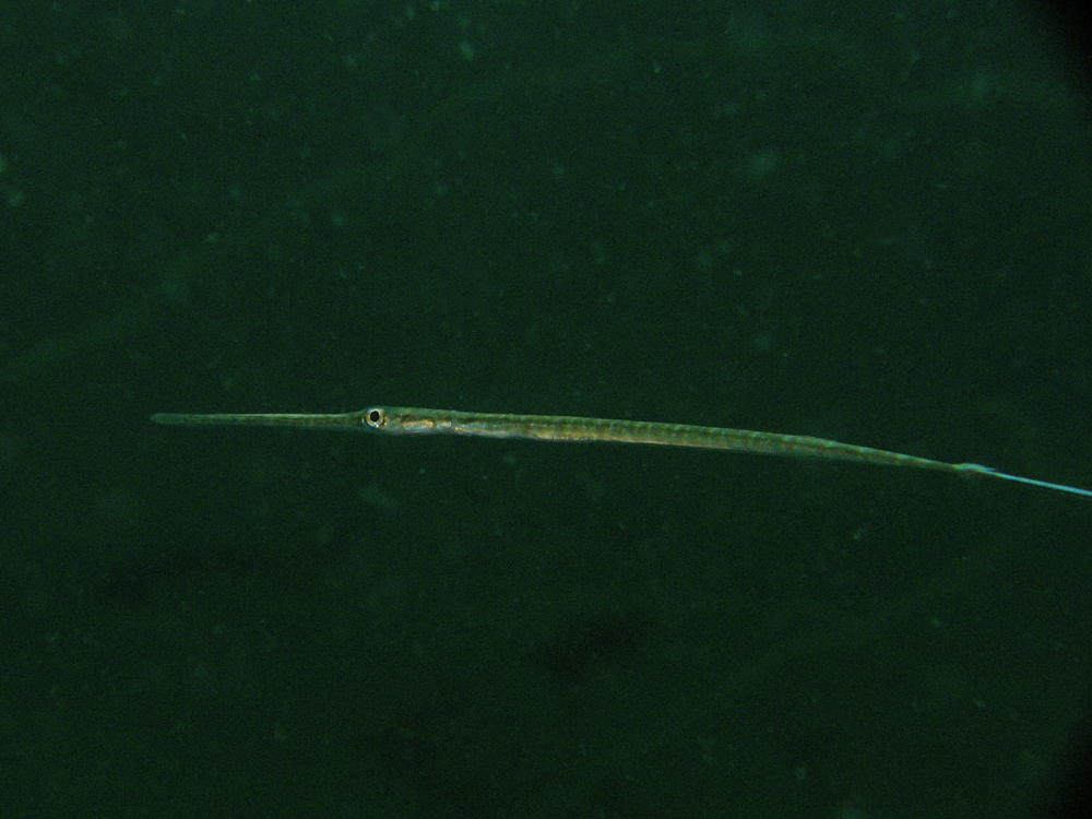 アオヤガラ幼魚
