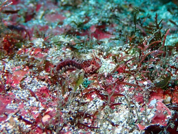 アライソコケギンポ