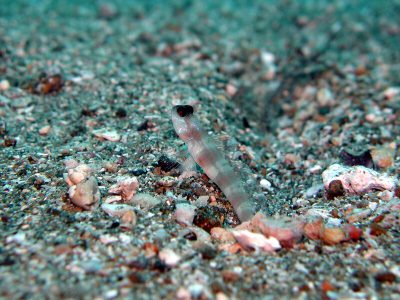 ダテハゼ幼魚