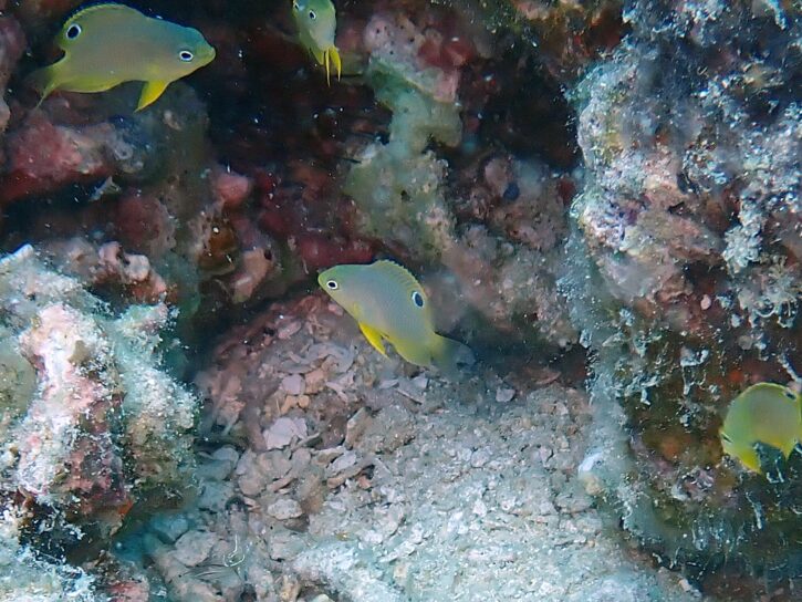 ニセネッタイスズメ