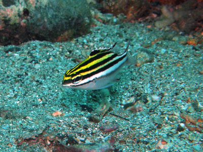 フタスジタマガシラ幼魚