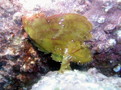 ハダカハオコゼ