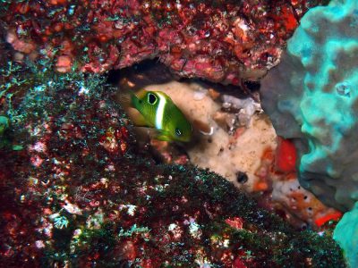 ハクセンスズメダイ幼魚