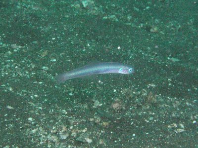 ハナハゼ幼魚