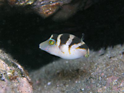 ハナキンチャクフグ幼魚