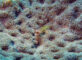 ヘビギンポの一種の幼魚