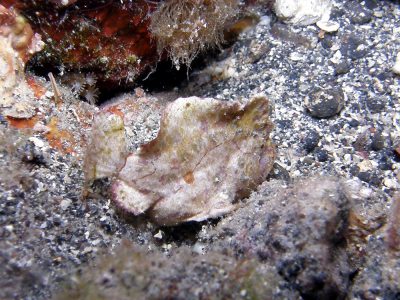 ヒメヒラタカエルアンコウ