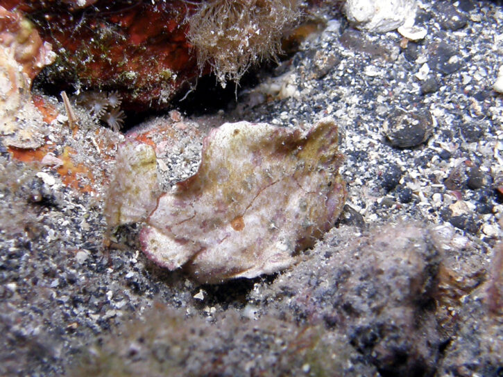 ヒメヒラタカエルアンコウ
