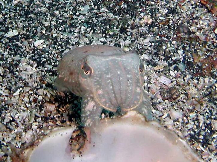 ヒメコウイカ