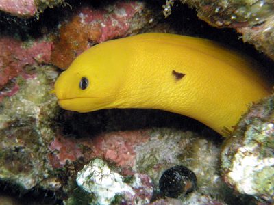ヒメウツボ