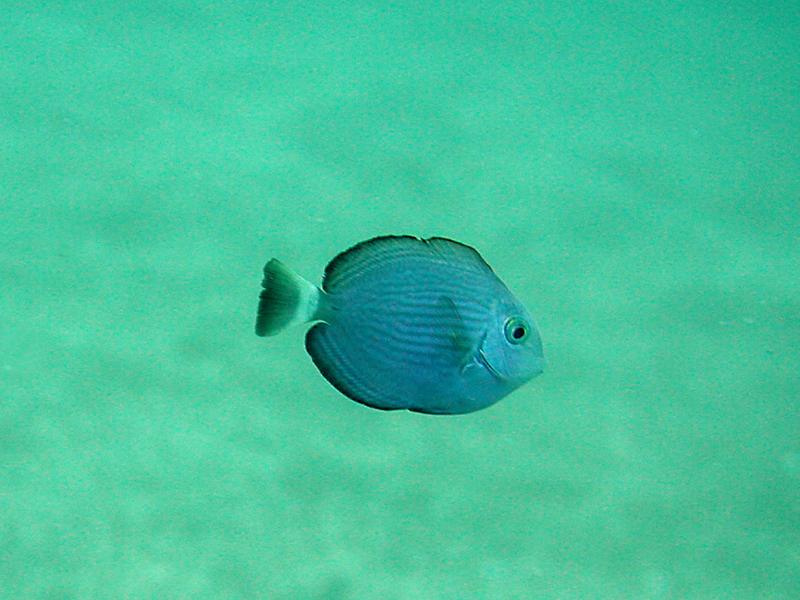 ヒラニザ幼魚