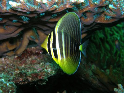 ヒレナガハギ幼魚