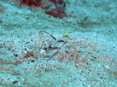 ヒレナガネジリンボウ