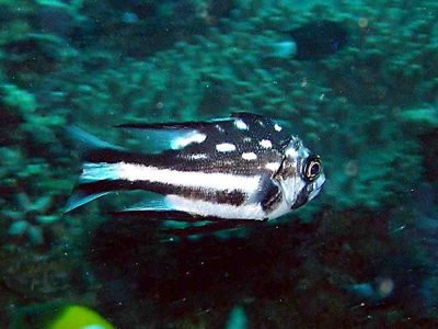 ホホスジタルミ中成魚