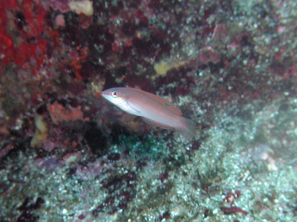 ホンベラ幼魚