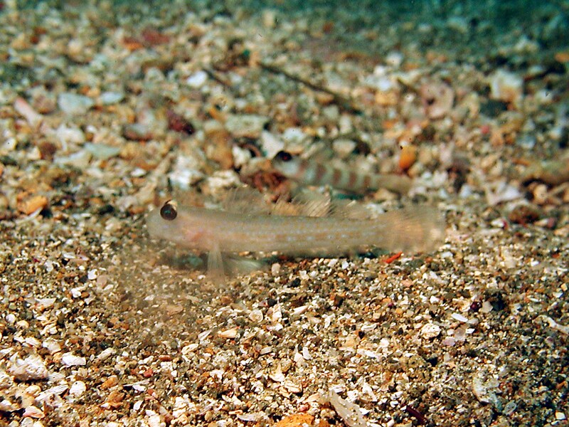 ホシノハゼ幼魚