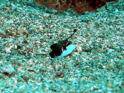 ホシテンス幼魚