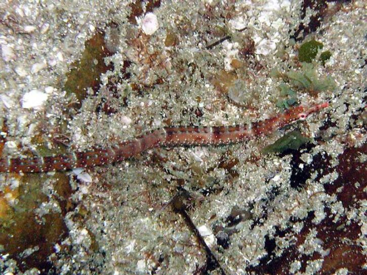 ホソウミヤッコ