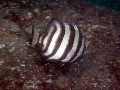 イシダイ幼魚