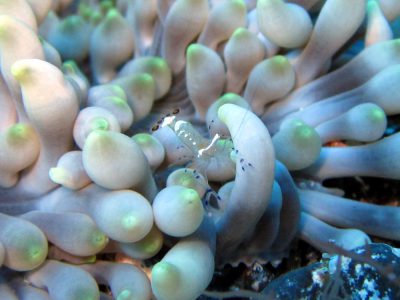 タグ 共生 の海の生き物一覧 海的ダイバーサイト