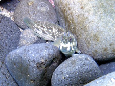 カエルウオ