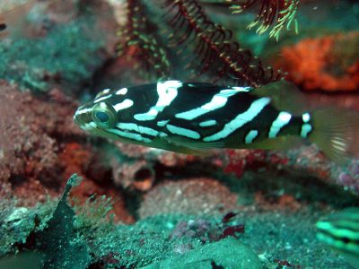 カケハシハタ幼魚