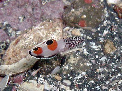 カンムリベラ幼魚