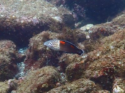 カンムリベラ中成魚