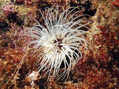 ケヤリムシの一種