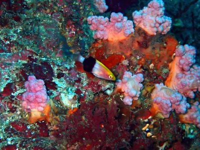 キツネベラ幼魚