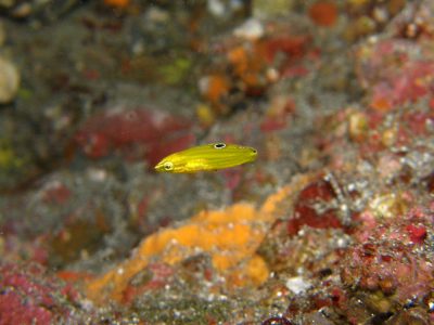 コガネキュウセンの幼魚