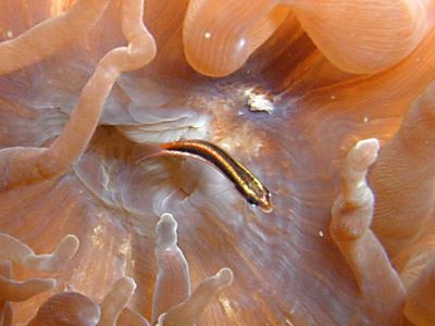 コガシラベラ幼魚
