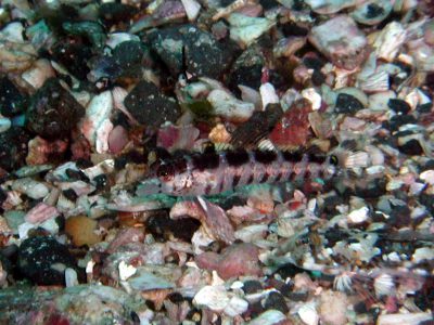 コウライトラギス幼魚
